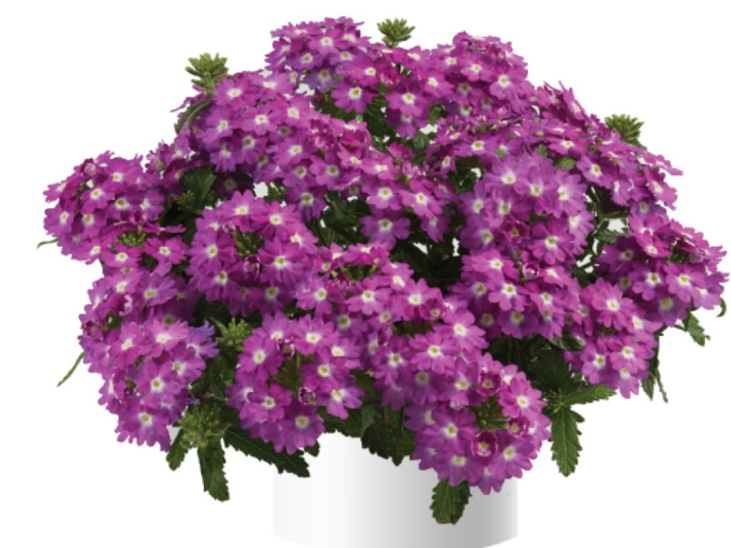 Železník Vanessa Compact Violet